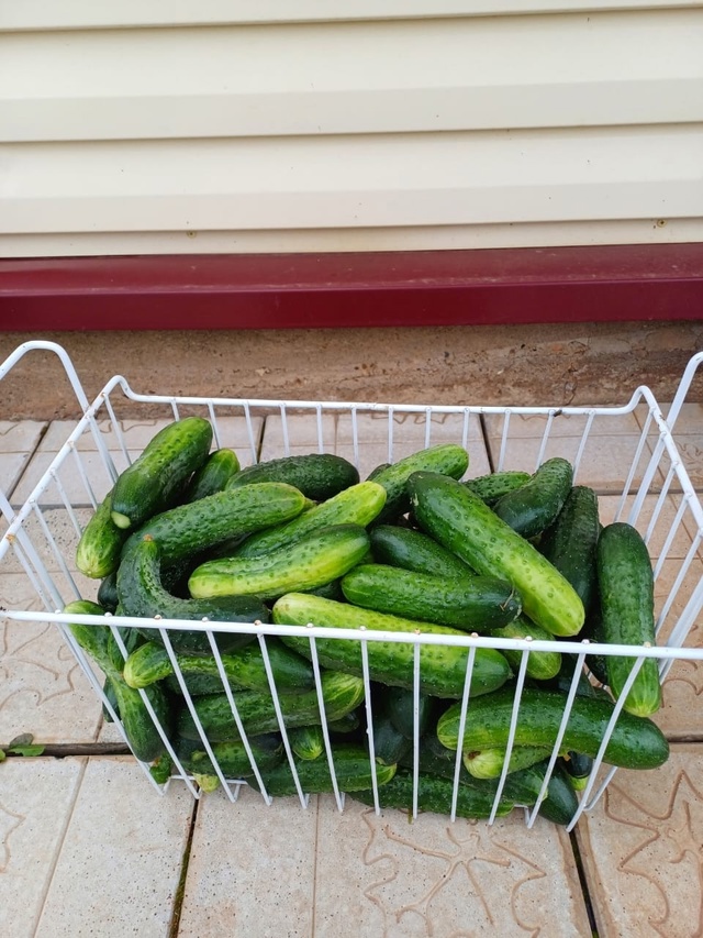 Продам. 40 рублей за кг. 89228404191