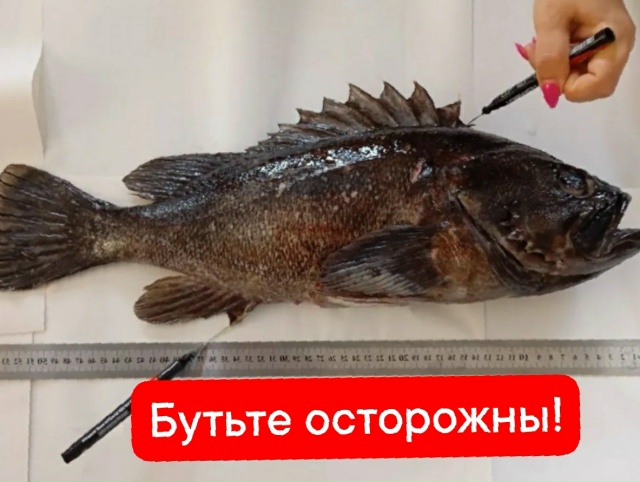 🐟😱 Корейский окунь-убийца завёлся в нашем море
В Чёр...