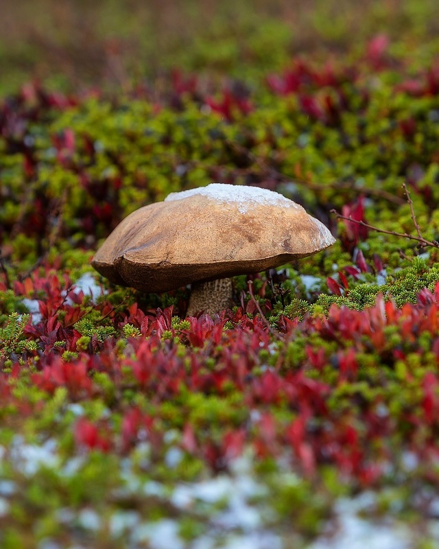 Мурманская область 🇷🇺