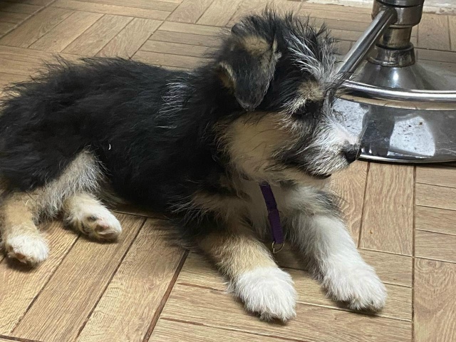 Ищем дом для этой малышки.
Девочка, примерно 3 месяца. Б?...