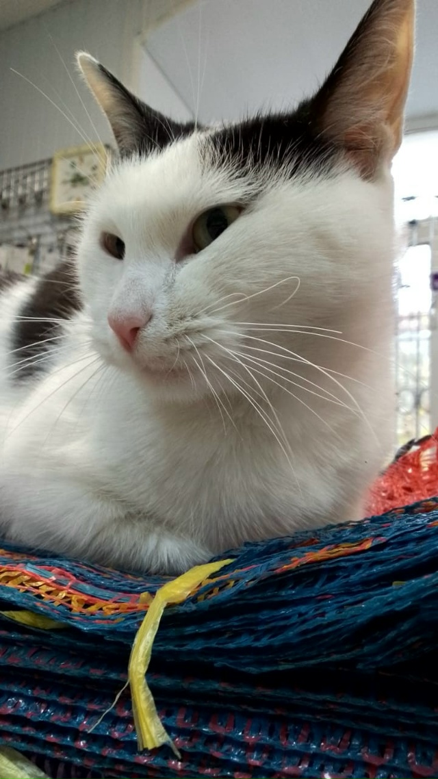 Кто кошку украл? Принесите назад , или скажите кто забр?...