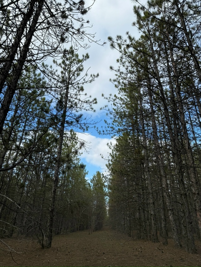 Шишки, иголки и мох. Это все, что нашли в лесу 😁