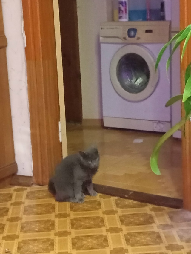 Приблудилась кошечка. Видно что ухоженная, домашняя. Р?...