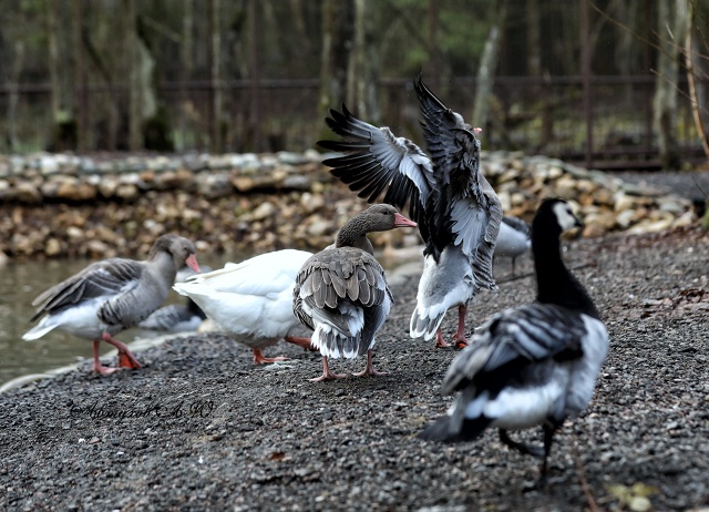 Зима на пороге, а в подмосковном Сафари‑парке — ни нам...