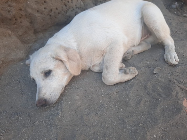 Поиск собаки!!!!Кобель 5 лет . Белый без хвоста . +79781245234