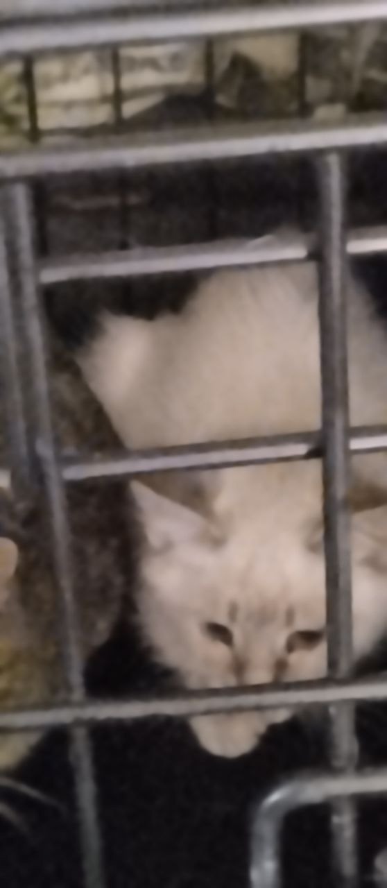 Кошка в СНТ родила котят. Котятам по 3,5-4 мес, одна девоч?...