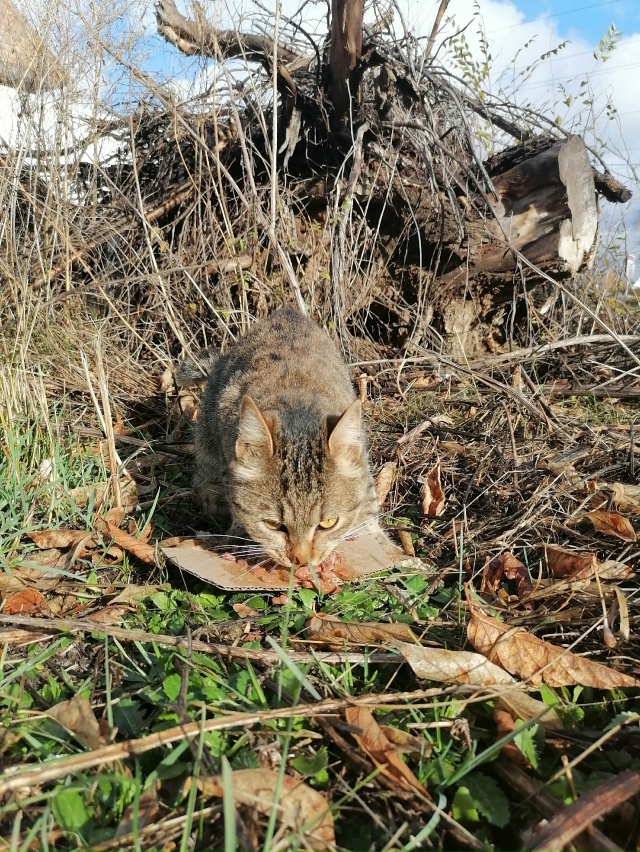 Чья ласковая и голодная потеряшка с чёрным ошейником? ?...