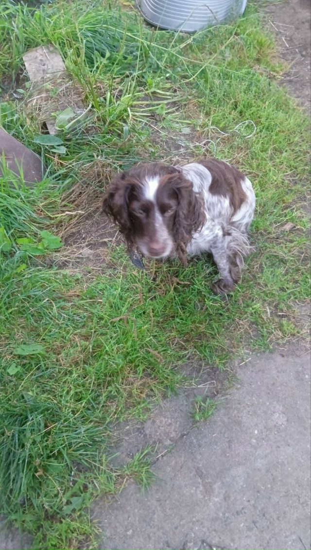 Отдам собаку в добрые руки, девочка очень добрая, дома ?...