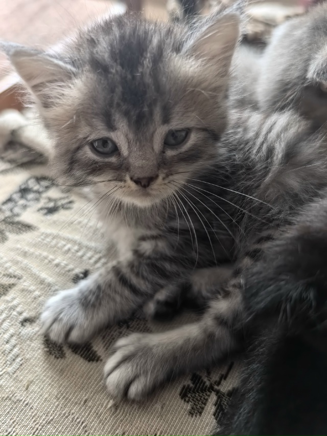 Отдам котят. 3 мальчика, одна девочка. Тел. 89058880999 или в л...