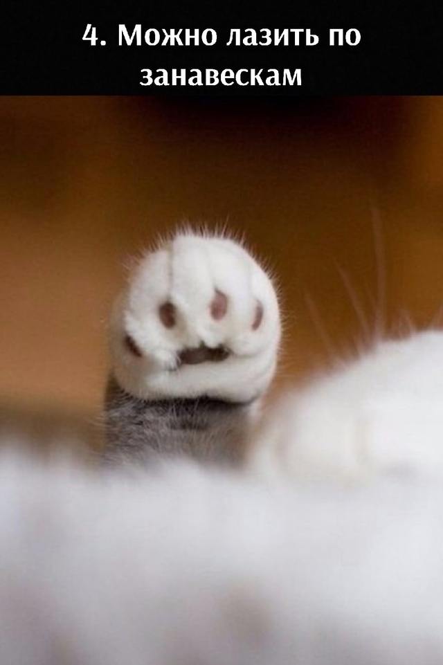 5 преимуществ лапок🐾