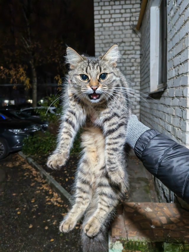 Кто потерял кошку? На ул 3 Интернационала, д. 33