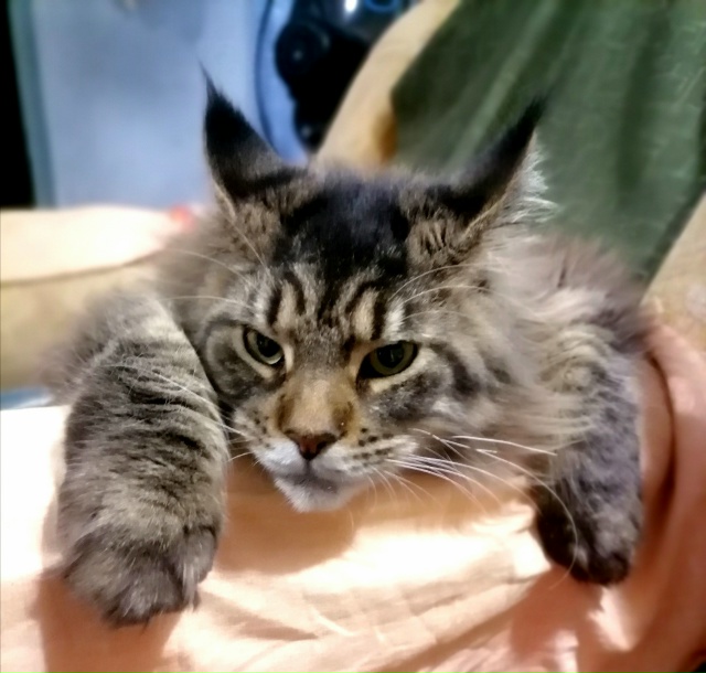 Чей котик мейкун! Ищут старых или новых ответственных ?...