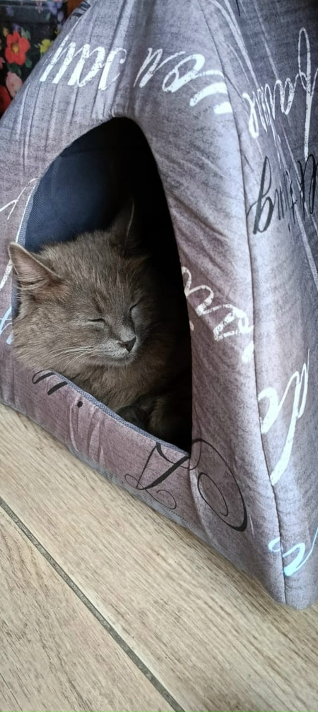 Потерялась темно серая кошка.Если кто-то увидет,прошу ?...