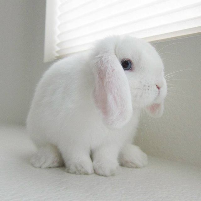 Где можно купить таких кроликов породы минилоп?