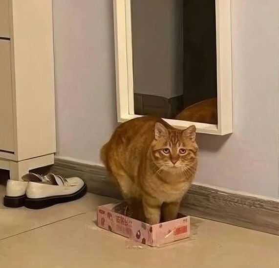 Рыжий кот стал новым мемом — пушистый хотел уместитьс?...