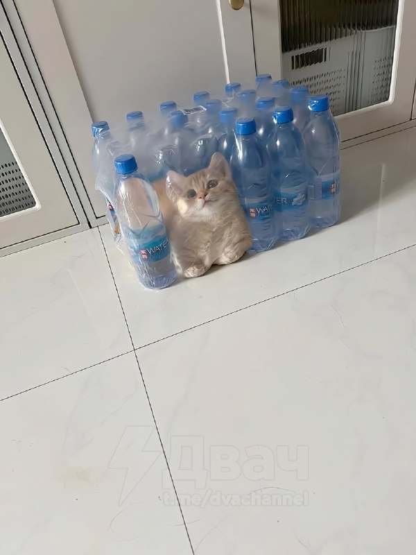 Коты — это жидкость, вот пруфы