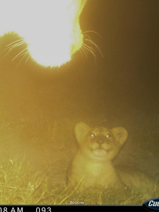 Фотоловушка запечатлела трогательный момент встречи ?...