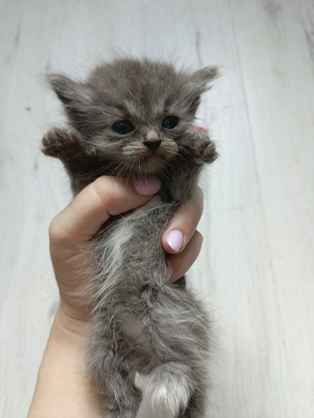 Котята в добрые руки, девочки, мальчики. Родились 21 июн?...