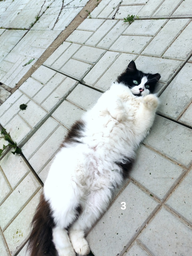 #ПотерялиНашлиПомогите
1 Возле пр. Володарского, д. 38 з...