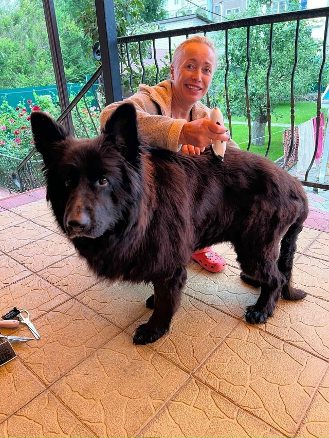 🆘 СРОЧНО! ПРОПАЛА СОБАКА! МАКСИМАЛЬНЫЙ РЕПОСТ!
Друзья...