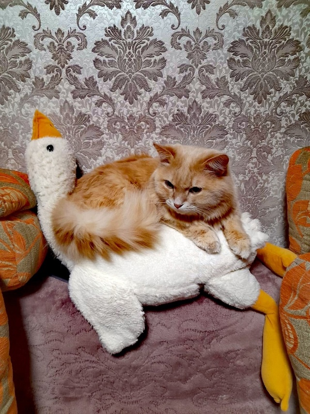 Гусь - мне друг) котик Вася)
