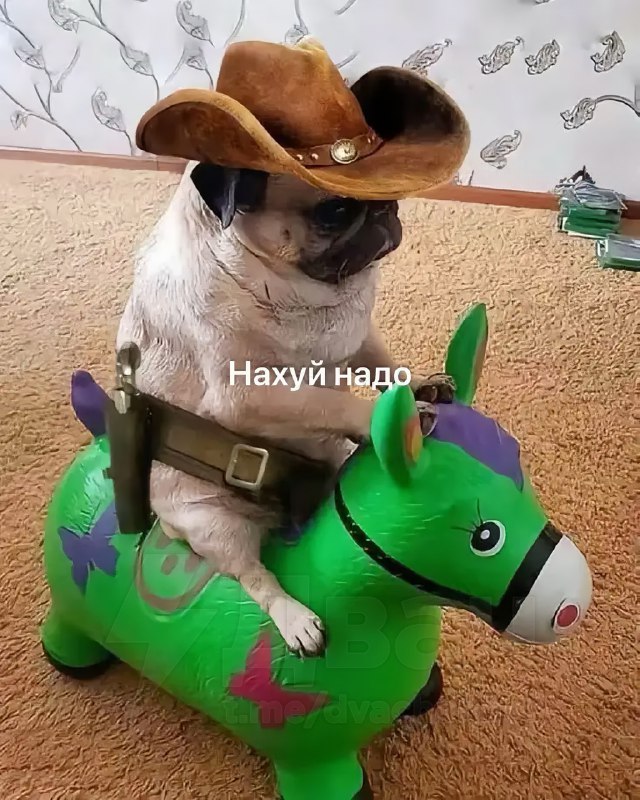 База мопсов