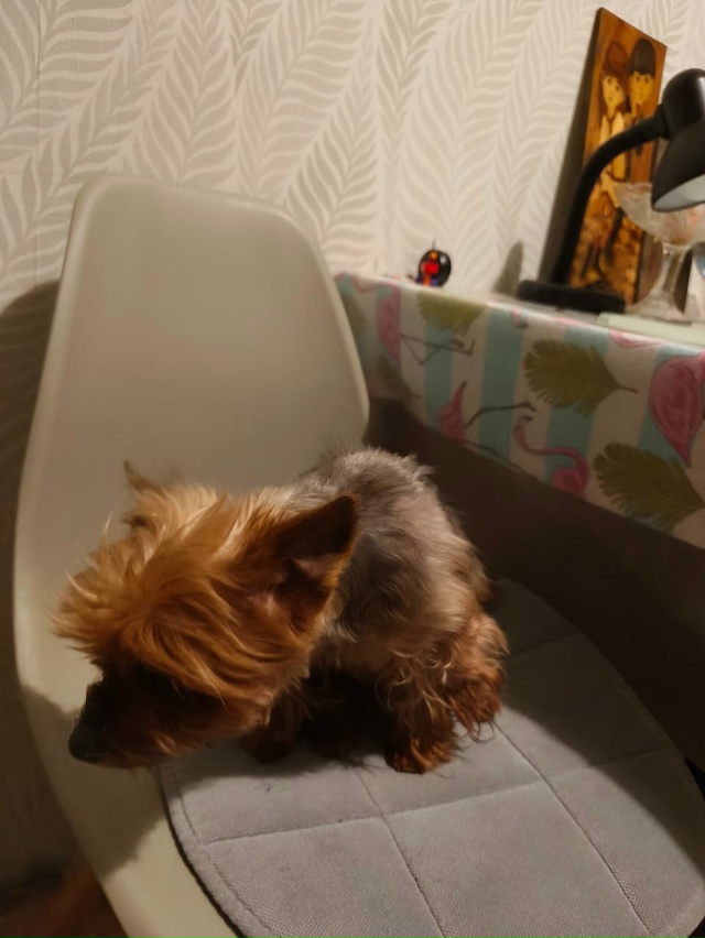 Всем добрый вечер, кто потерял собаку???
Пишите в коммен...