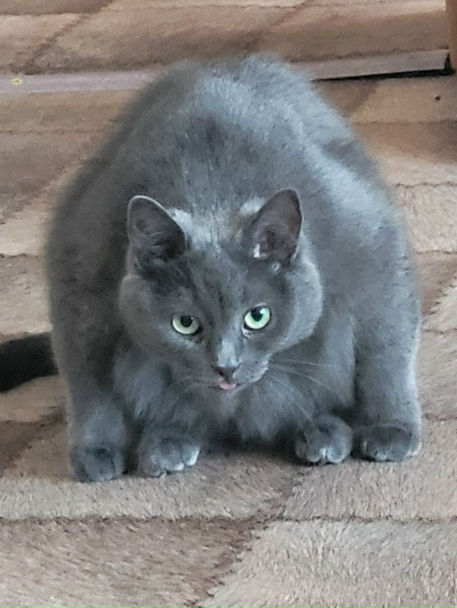 Любимый кот 🐱