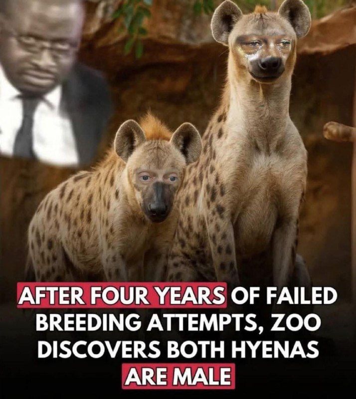 Японский зоопарк четыре года пытался получить потомство от пары гиен и только потом выяснил, что оба