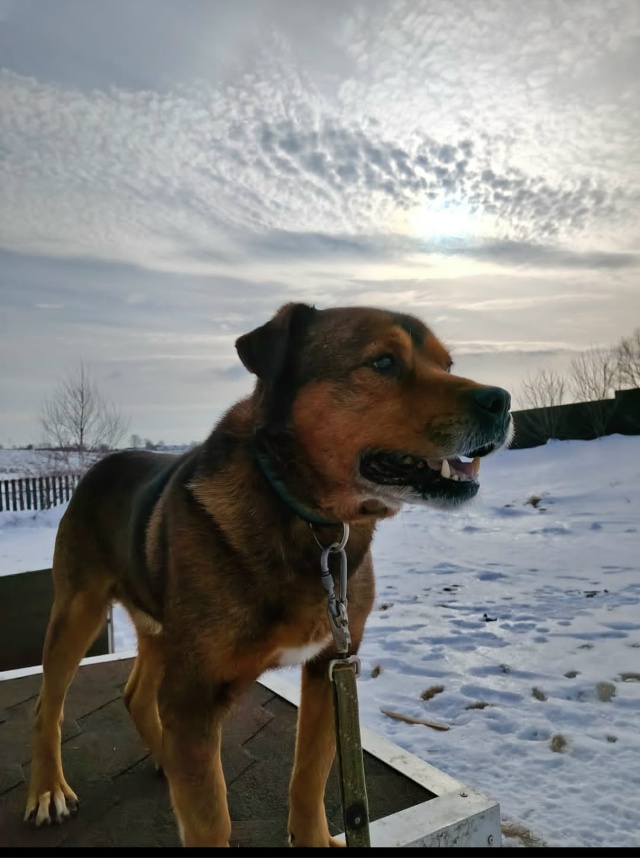 Пропала собака, может кто видел, телефон для связи 89875933...