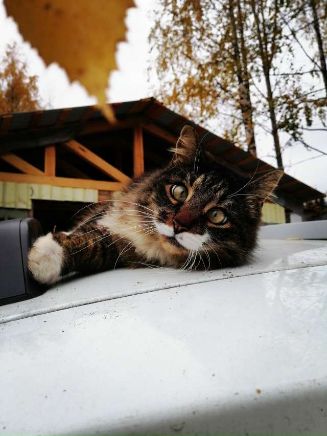 Мои котобоги)
Косыгин (дворянин 9 лет) и
Черномырдин (ин?...