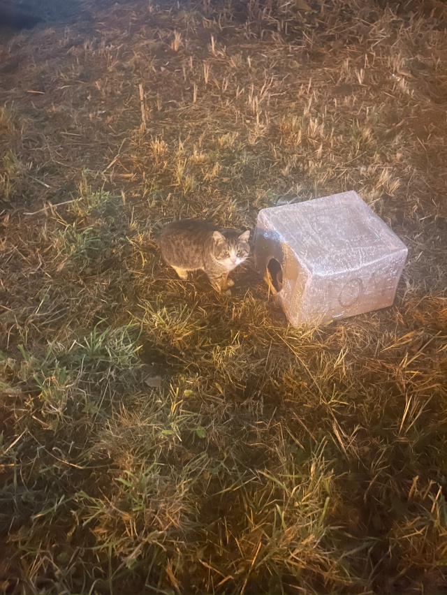 К бездомным прибился новый котик. Человека явно знает, ...