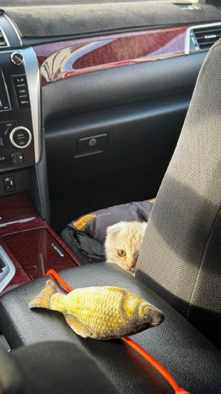 Милоты вам с утра: девушка вызвала такси, а к ней приехал водитель с котёнком.
Пушистый сначала иг