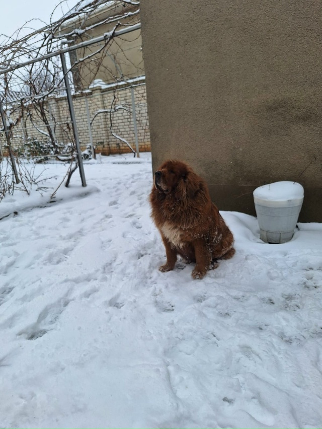 Уважаемые жители района пожалуйста пропала собака , ти...