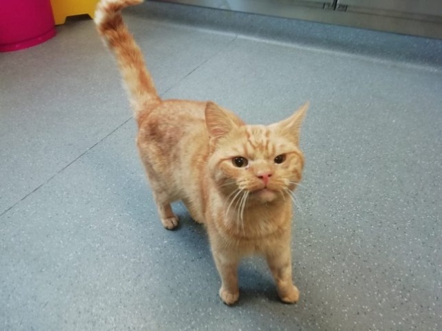 Мне срочно нужен такой кот, который будет бродить за мн...
