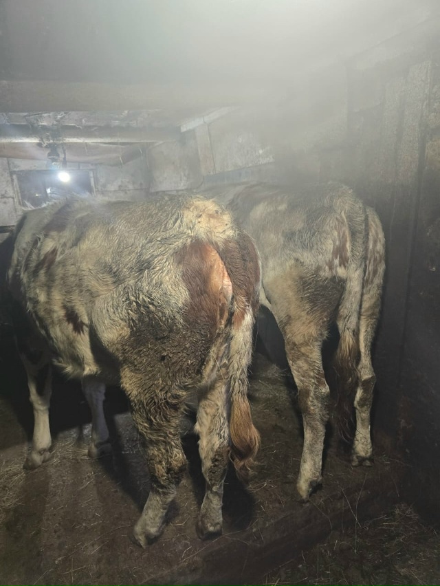 Продается корова(стельная 3 теленком) отел в феврале
Д?...