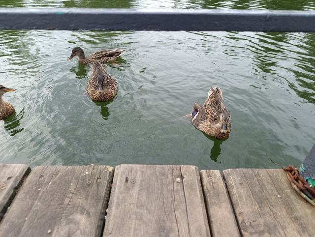 Хорошо летом даже черепашкам 🐢