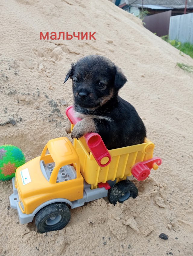 Отдам щенков в добрые,заботливые руки.Кушают сами,ходя...
