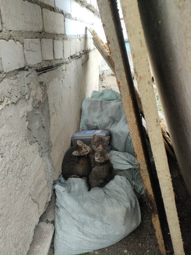 #иваново #приволжск #волгореченск
Приволжск.
Котята с ?...