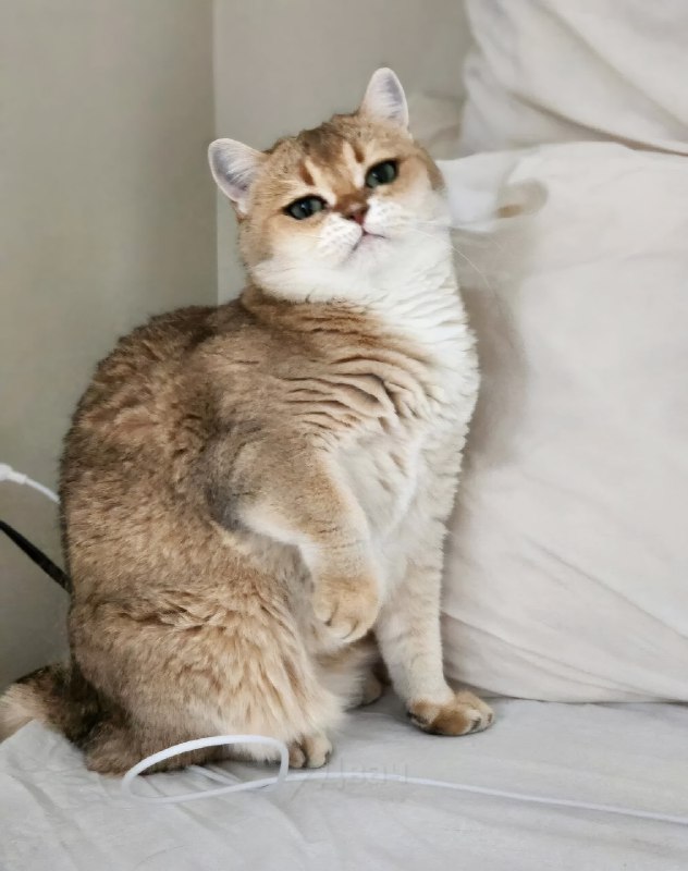 Тян показала свою кошку, у которой от природы такие ровные стрелки, будто глаза реально накрашены по