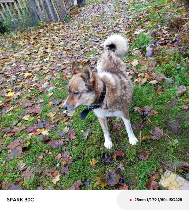 Фото 1. Может, кто узнает свою собачку? Дочке женщина ск?...