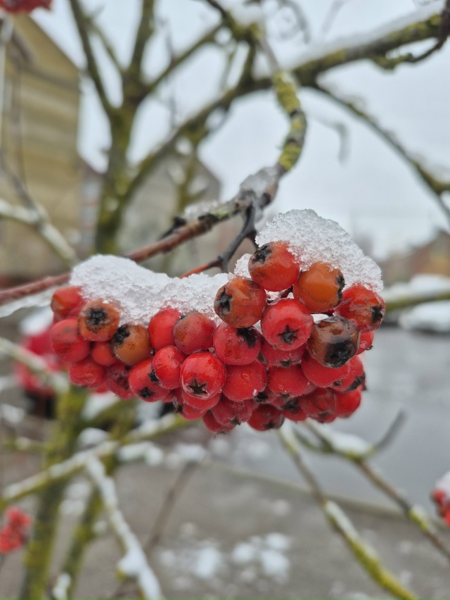 ❄Ноябрьское морозное утро в объективе нашей подписчи?...