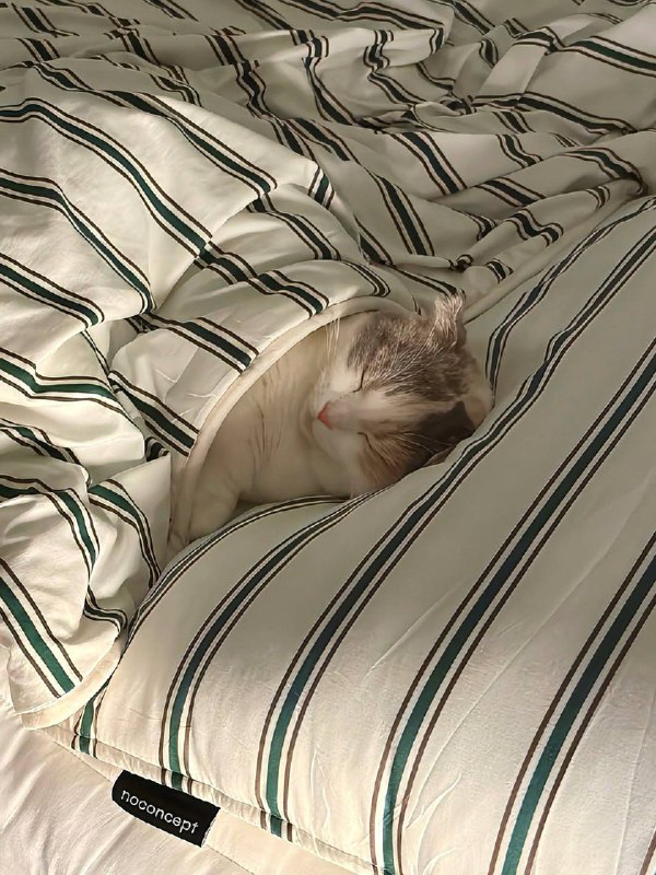 Укрываемся одеялком и споть :3