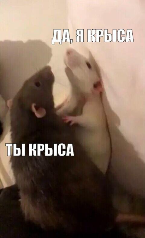 Девочки, сегодня отмечается Всемирный день крысы!
Поздравляем свой крысиный чатик 😱