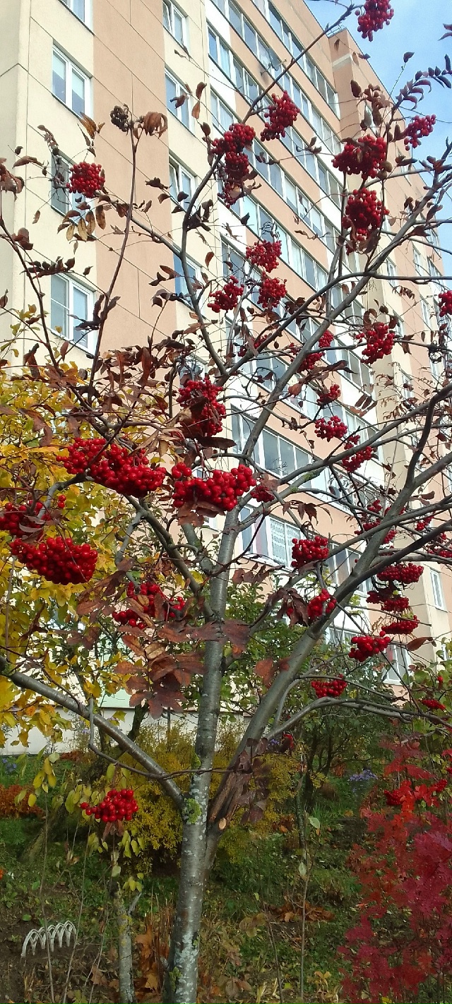 Осенние краски осени