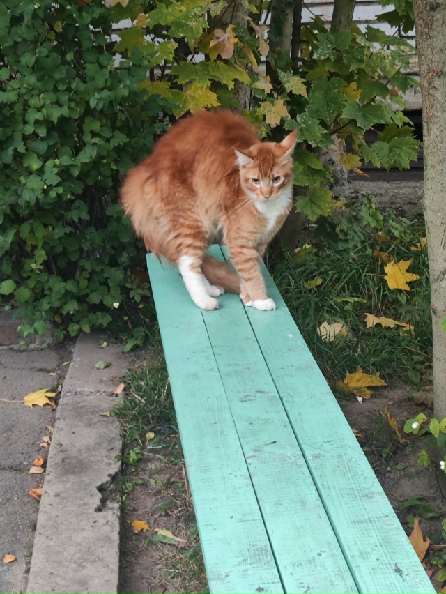 На Авиационной 29А появился вот такой красивый котик 🐱...