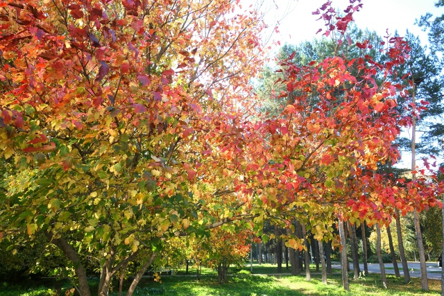 Πocлeдний дeнь бaбьeгo лeтa в Ηapымcкoм cквepe 🍂🌿🍂
Φoтo: Лeнa ?...