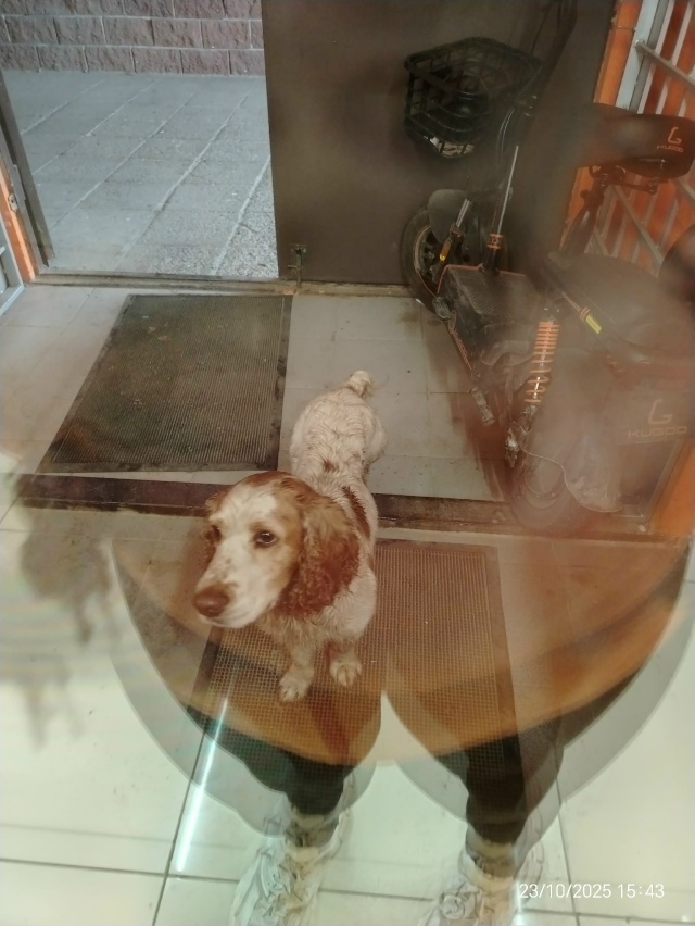 Чей дружок бегает у возьмиэтажки? Видно, что потерялся....