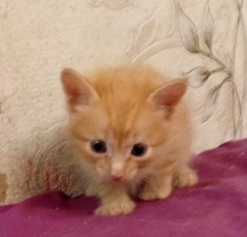 Пристраиваются 4 рыжих котёночек. 1 девочка и 3 мальчика...