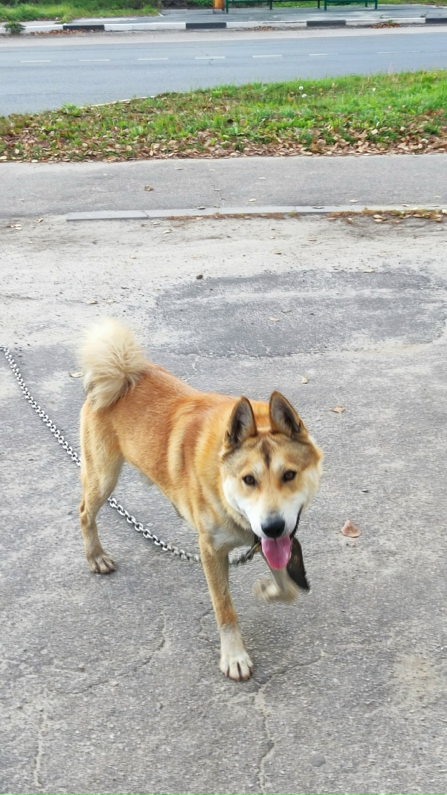 У кого-то собака убежала!!! Чья?!!!